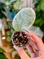 Hoya carnosa Argentea Picta 🦄✨