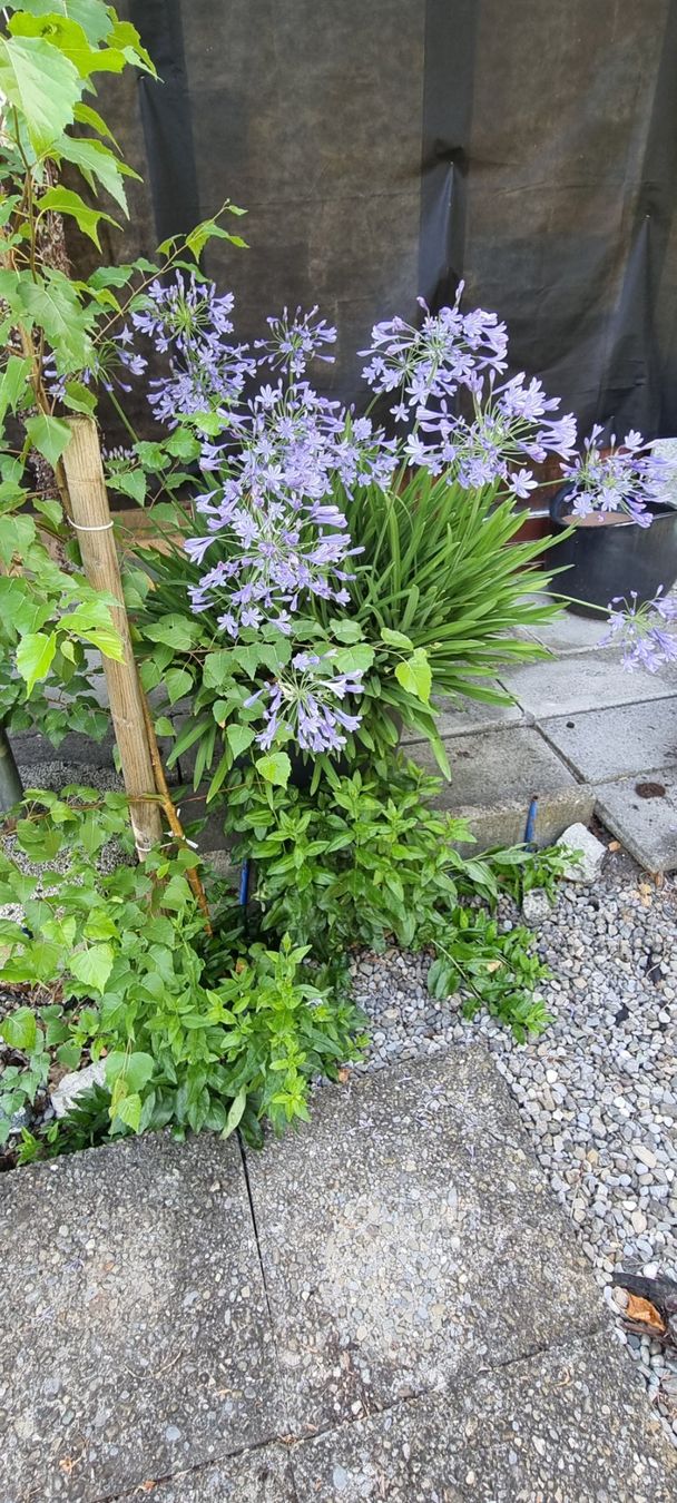Plantes & graines: Agapanthus ist blau – D'occasion à egliswil par Maggy6 3