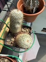 Mammillaria bombycina 