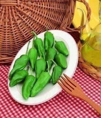 Piante & sementi: POIVRON ESPAGNOL Del Padron 20g – Nuovo (secondo la descrizione) da Bremblens venduto da FIBONACCI369 1