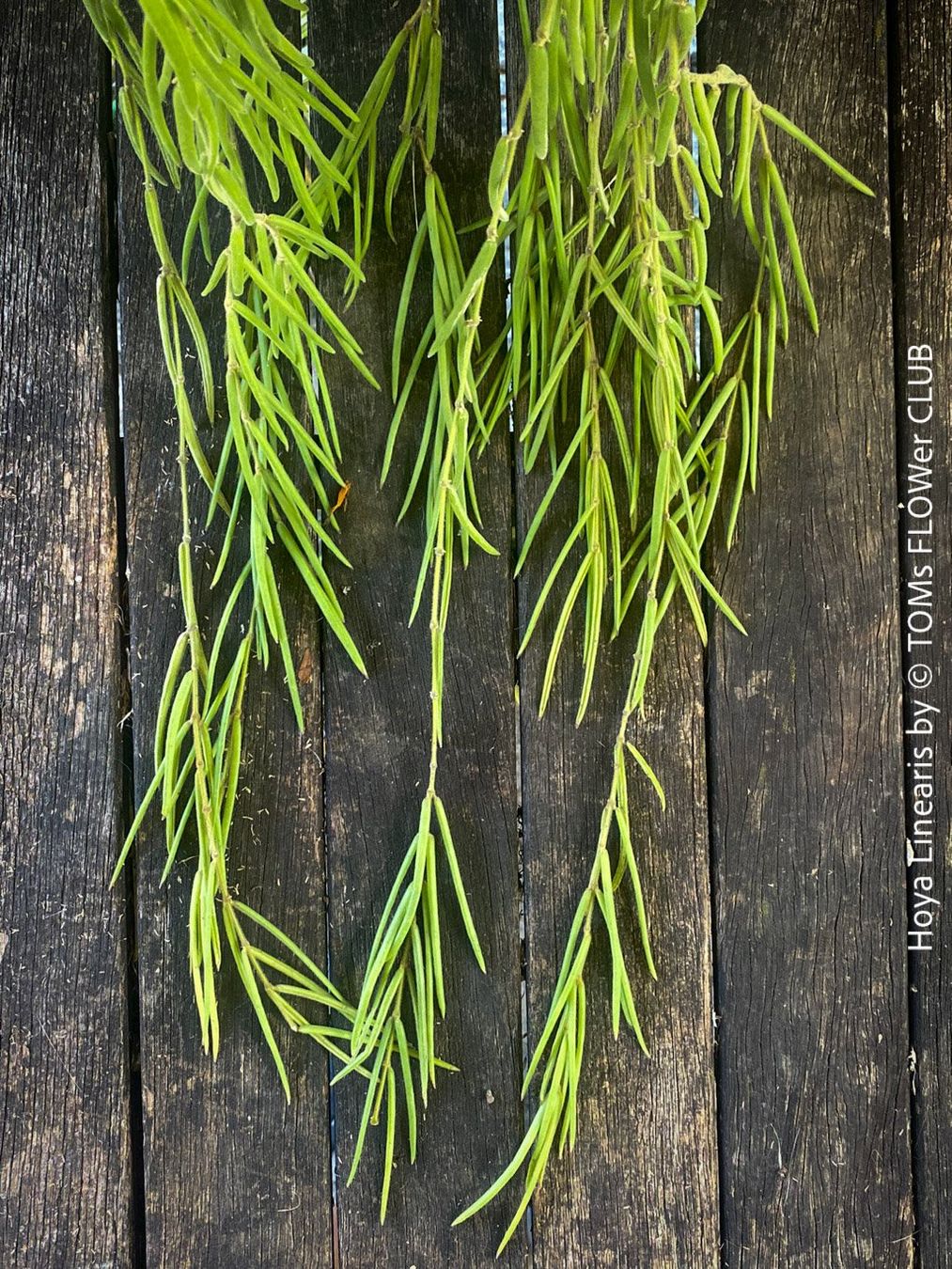 Piante & sementi: Hoya Linearis - leicht und sehr elegant – Nuovo e nell'imballaggio originale da Adliswil venduto da TAKEYOURPLANT 3
