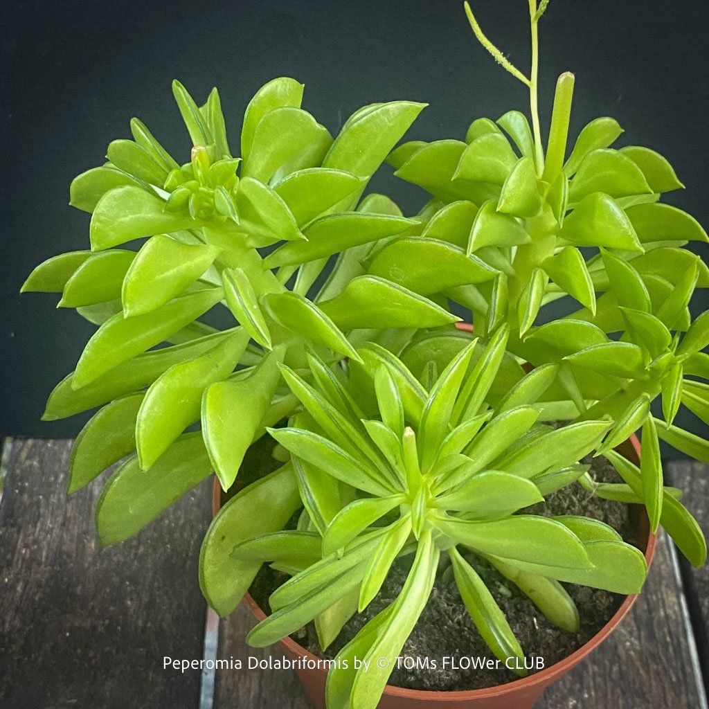 Pflanzen & Samen: Peperomia dolabriformis - "Prayer Pepper" – Neu und originalverpackt aus Adliswil von TAKEYOURPLANT