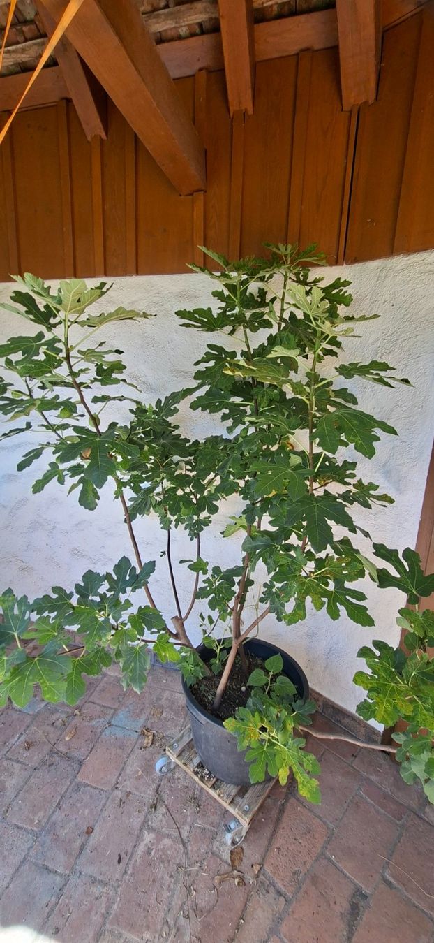 Plantes & graines: Feigenbaum /-busch mit starkem Wuchs – D'occasion à Alikon par Brunzolini 5