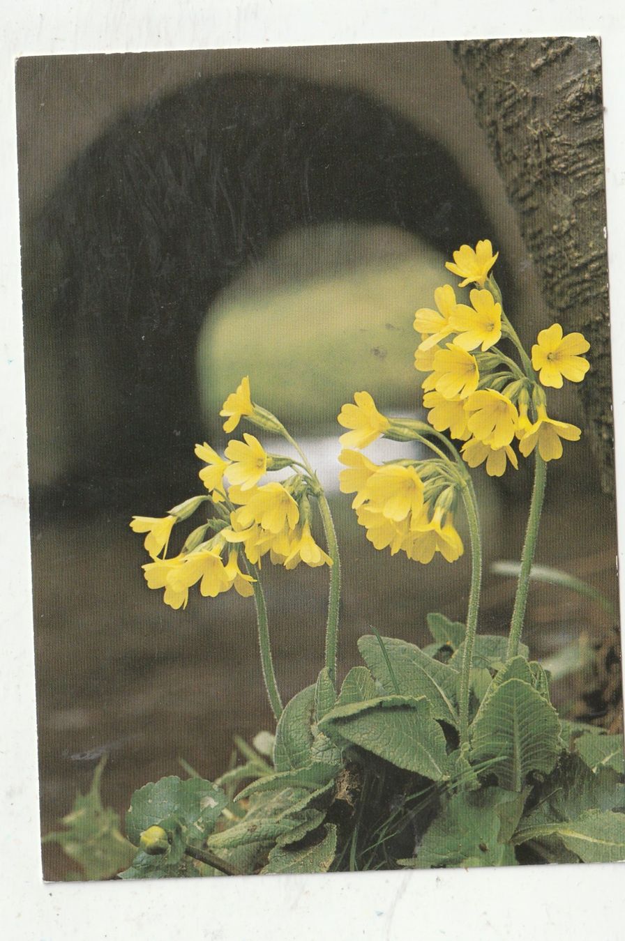 Cartoline postali: 10 Schöne Blumenkarten – Usato da Lumbrein venduto da made02 9