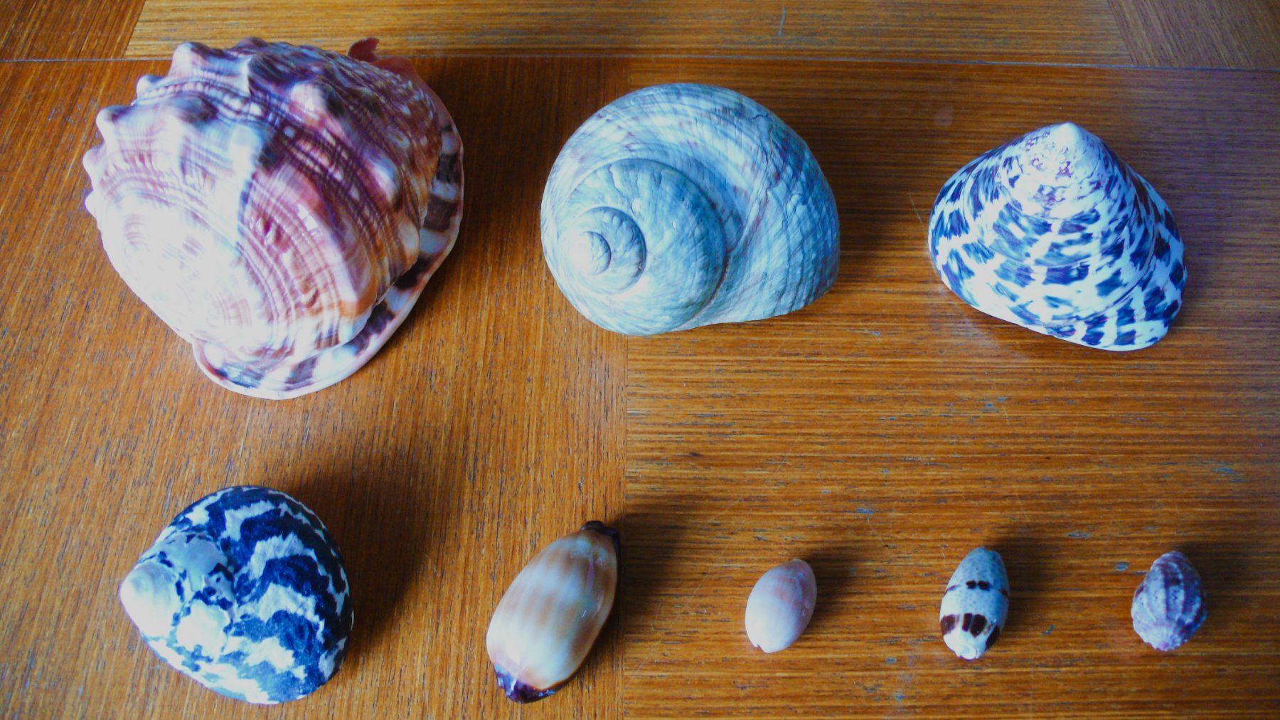 Tutte le decorazioni: 8 hübsche Südsee-Muscheln – Nuovo (secondo la descrizione) da Birmenstorf AG venduto da tritonius 7