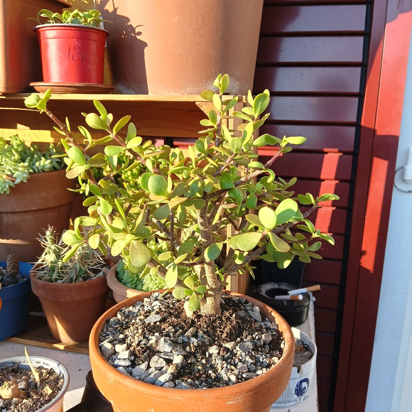 Piante & sementi: Speckbaum Portulacaria afra – Nuovo (secondo la descrizione) da Augst BL venduto da Betsileo 3
