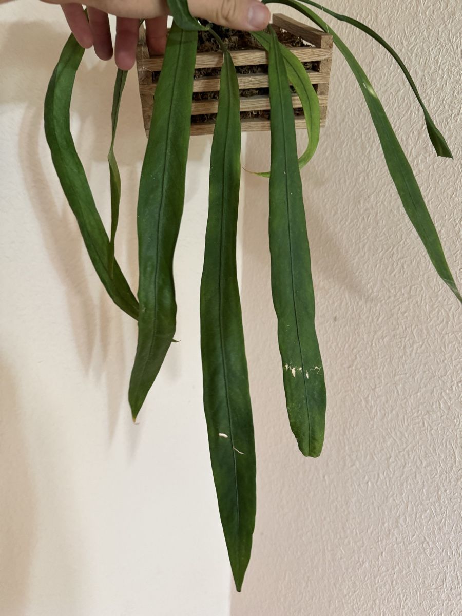 Pflanzen & Samen: Anthurium vittarifolium – Gebraucht aus Männedorf von mrclst 3