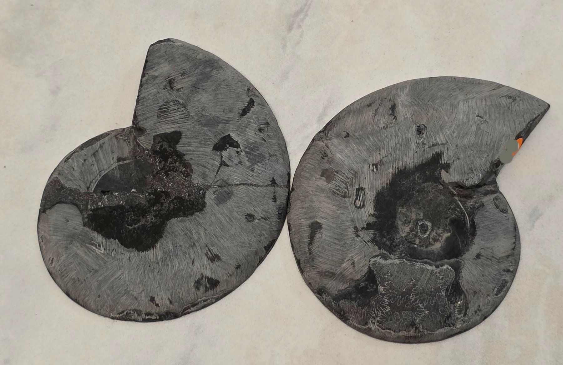 Fossili: Schwarzes Ammoniten Paar B 161g – Nuovo e nell'imballaggio originale da Matzingen venduto da Shay_Crystalz 2