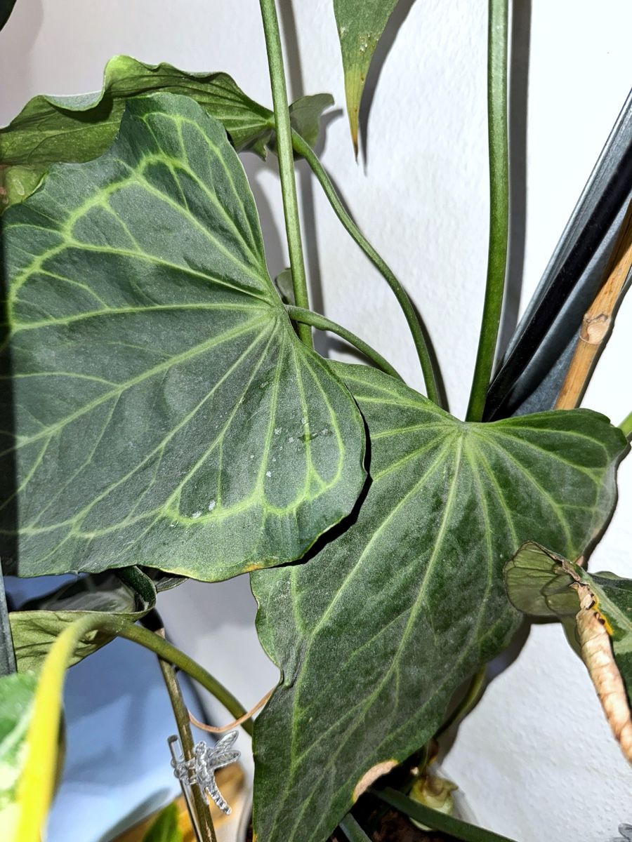 Piante & sementi: Anthurium Delta Force – Nuovo (secondo la descrizione) da Bern venduto da Lucas_Ma 3