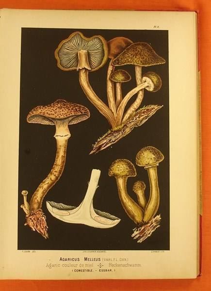 Libri: LES CHAMPIGNONS COMESTIBLES 1890 – Usato da Grüningen venduto da Kartensammler 4