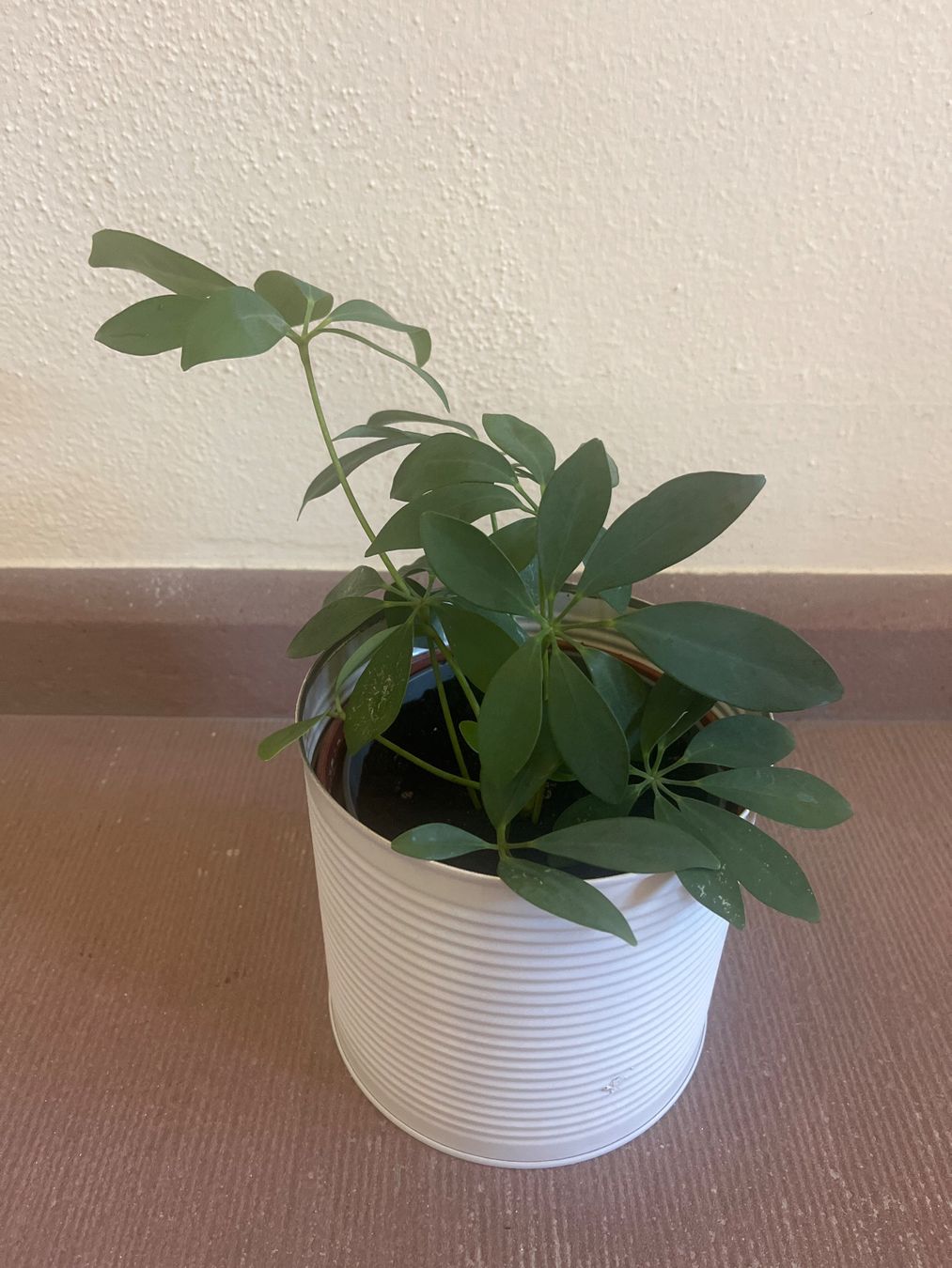 Pflanzen & Samen: Zimmerpflanze Schefflera im Blumentopf Metall – Neu (gemäss Beschreibung) aus Adliswil von mountain_star