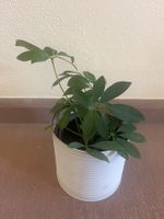 Zimmerpflanze Schefflera im Blumentopf Metall