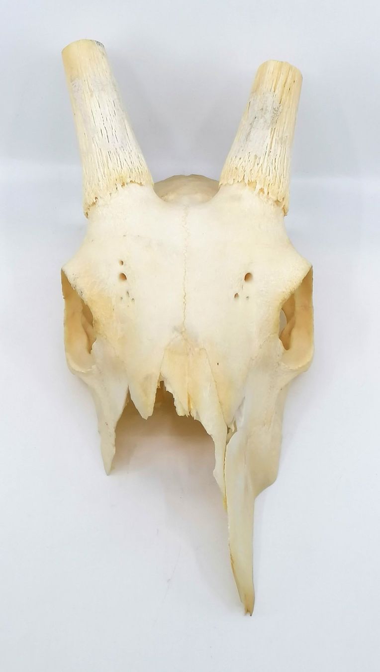 Altre raccolte & rarità: Schädel Spiessbock Oryx Antilope Trophäe makaber – Usato da Reinach BL venduto da fliegenrolli