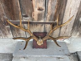 Altes Hirschgeweih - 11er
