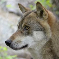 Profile image of wolffredy