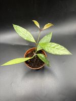 Hoya Memoria/ Gracillis (1-5)