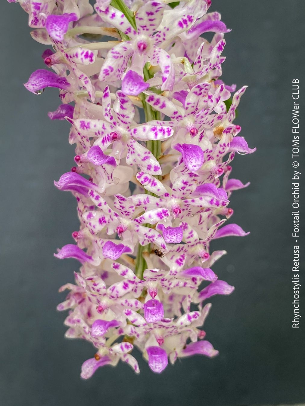 Pflanzen & Samen: Rhynchostylis Retusa - duftende "Fuchsschwanz" Orchidee – Neu und originalverpackt aus Adliswil von astom369
