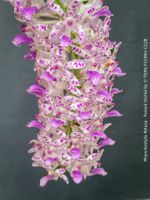 Rhynchostylis Retusa - duftende "Fuchsschwanz" Orchidee