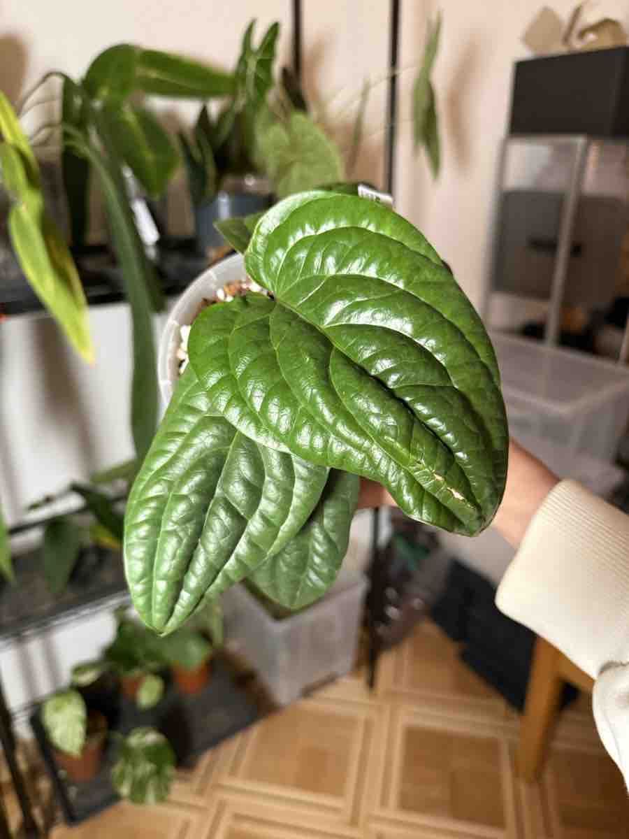 Piante & sementi: Anthurium Radicans – Nuovo (secondo la descrizione) da La Chaux-de-Fonds venduto da Xastera_ 2