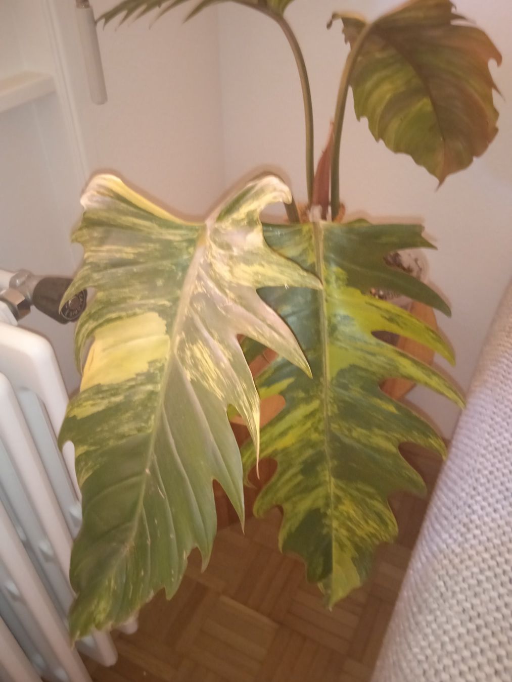 Plantes & graines: Philodendron caramel marble – D'occasion à Lausanne par kta_tss7 5