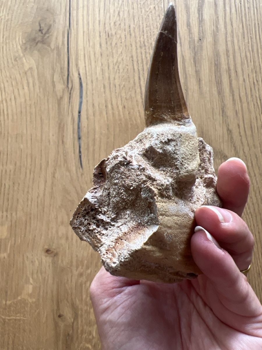 Fossili: Mosasauruszahn mit Kieferfragment – Usato da Ebikon venduto da Angelheart1000 4