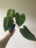 Philodendron gloriosum Dark form - baby pflanze