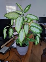 Zimmerpflanze Dieffenbachia inkl. Topf