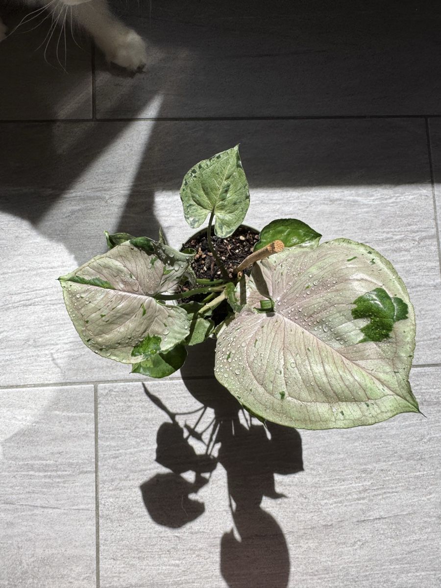 Pflanzen & Samen: Syngonium Green Splash – Gebraucht aus Sugiez von fabandy16