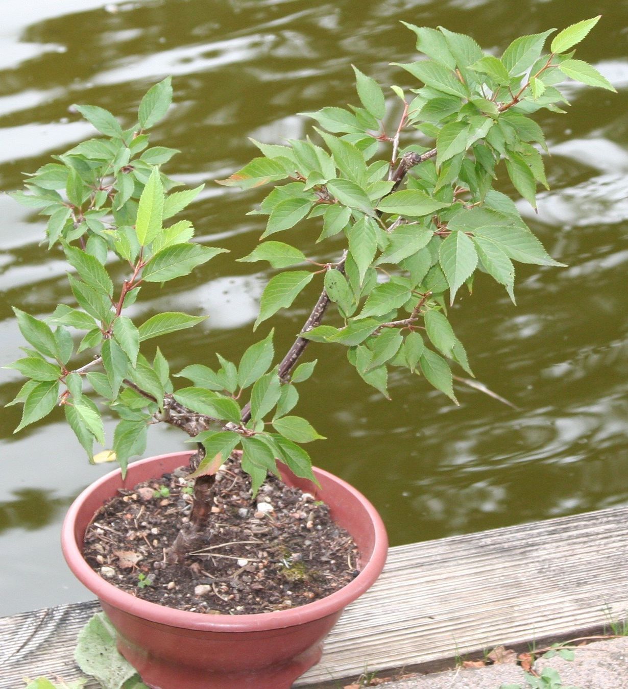 Pflanzen & Samen: BONSAI  -  Prunus – Gebraucht aus Gretzenbach von Sikim 1