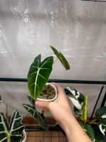 🌱 Alocasia frydek