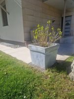 Keramik Blumentopf