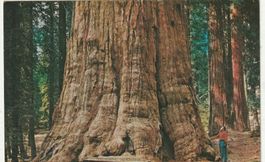 Sehr grosser und alter Baum. Nationalpark California
