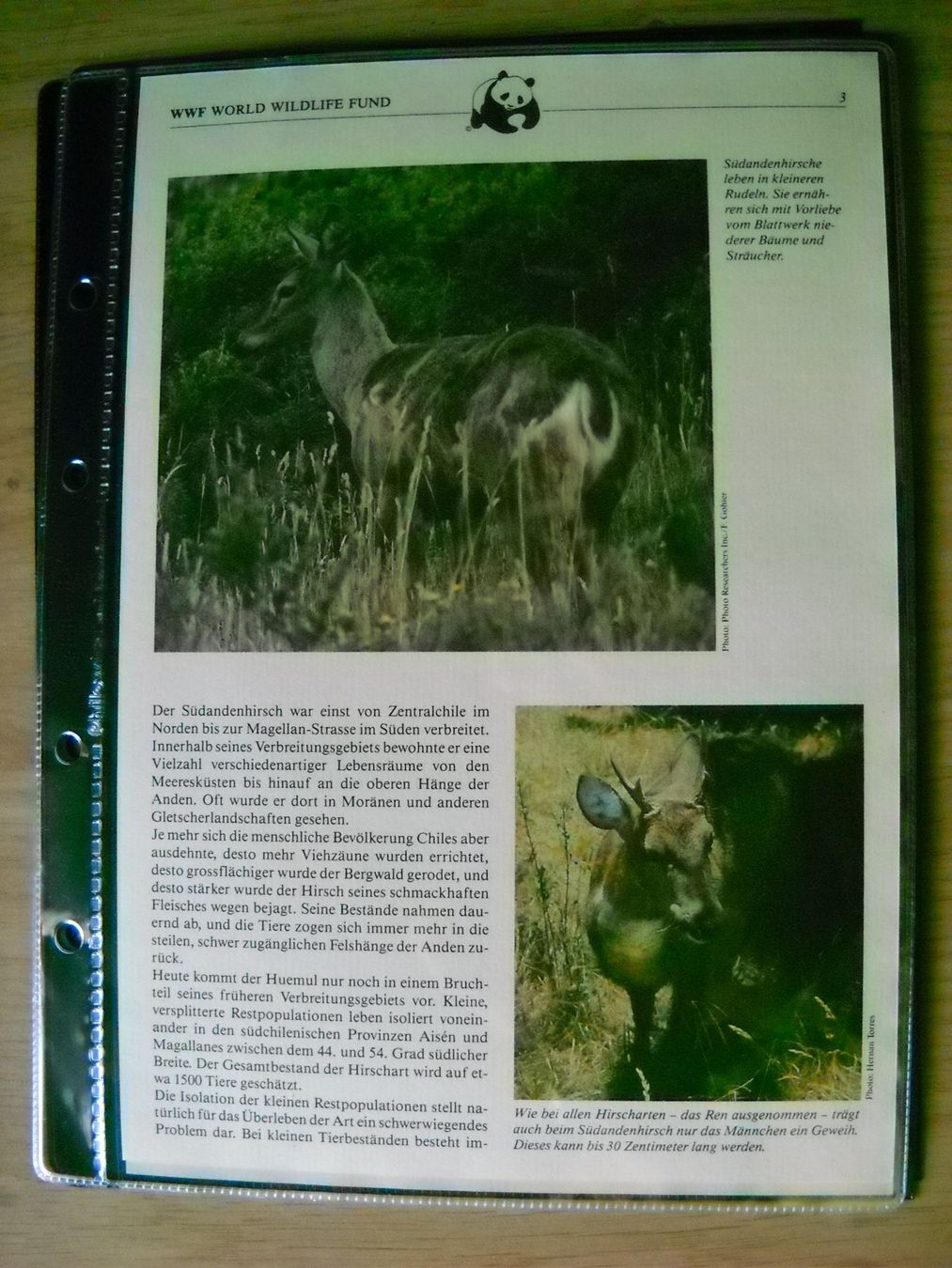 Tutti i francobolli: WWF Bedrohte Tierarten Chiles Dokument mit Briefmarken – Nuovo (secondo la descrizione) da Boningen venduto da FrediP 2