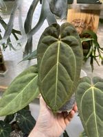 Zimmerpflanzen Anthurium