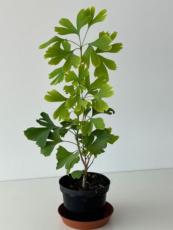Ginkgo Biloba Setzlinge Kaufen auf Ricardo
