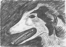 Zeichnung: Barzoi