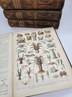 Nouveau Larousse illustré – collection complète 7 volumes 
