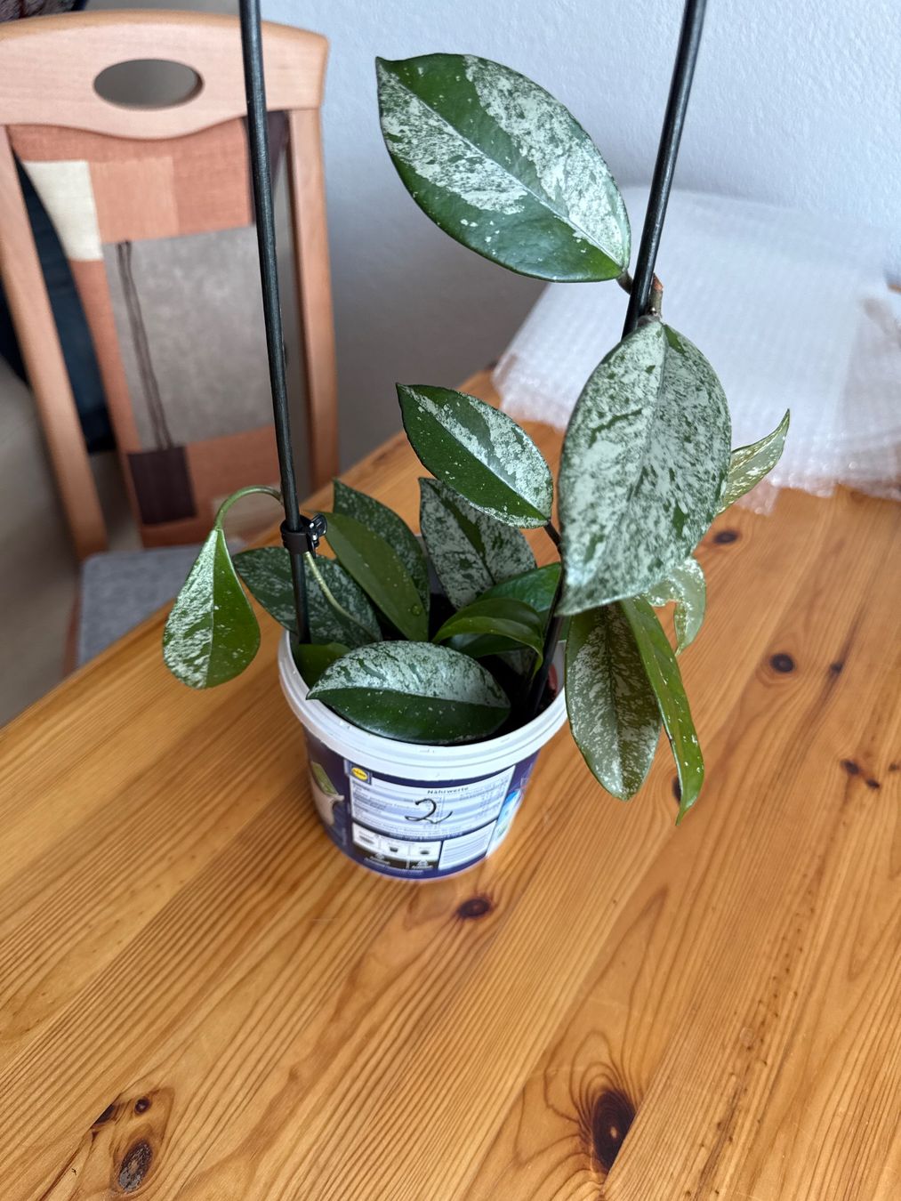 Pflanzen & Samen: Hoya Carnosa Splash 2x Ableger mit Wurzeln – Neu (gemäss Beschreibung) aus Zug von sir_pk