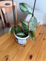 Hoya Carnosa Splash 2x Ableger mit Wurzeln, Nr. 1