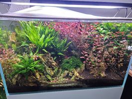 Aquarium Pflanzen XXL Paket