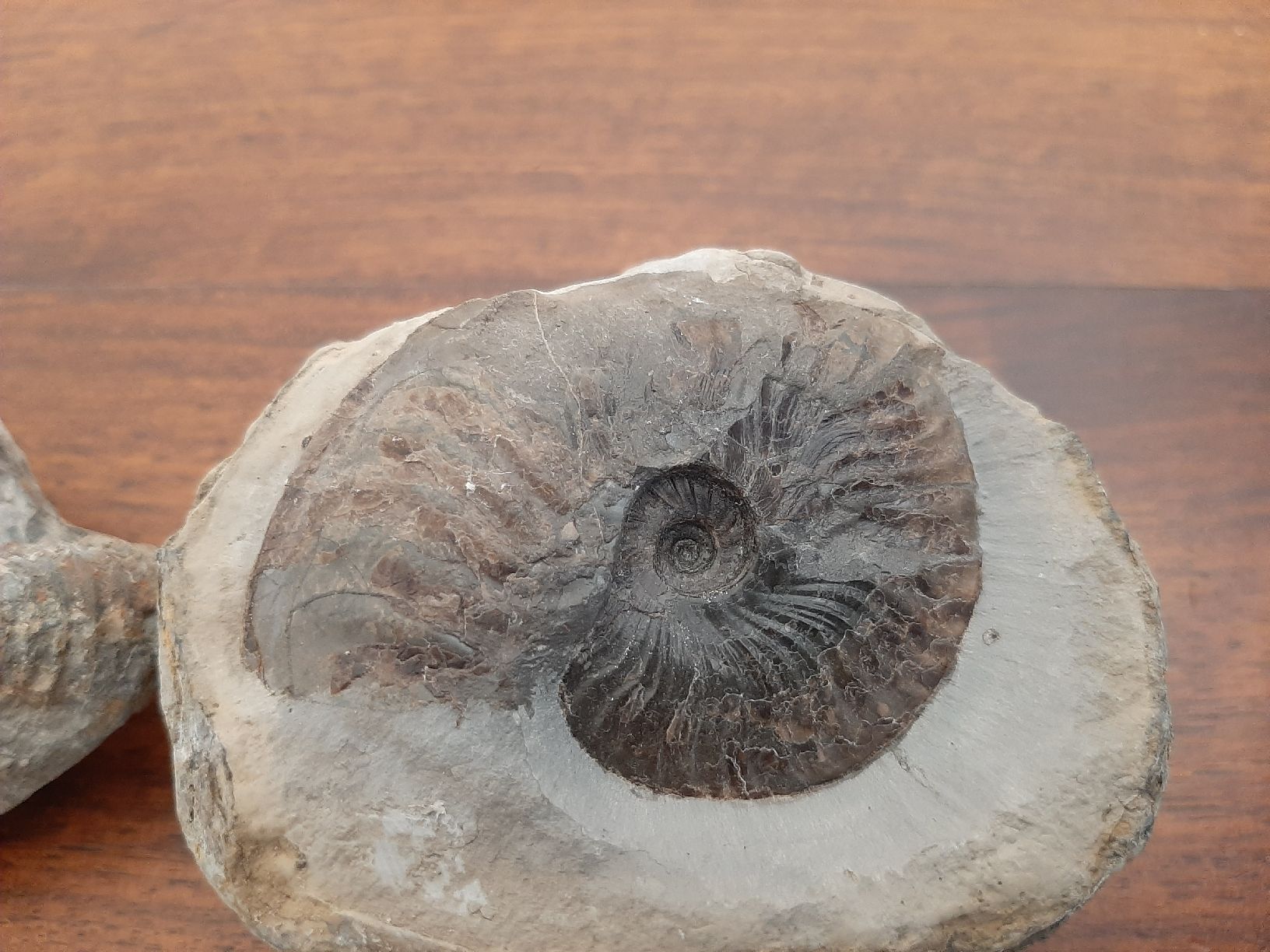 Fossili: Zwei Ammoniten England – Usato da Rickenbach BL venduto da Oktober68 1