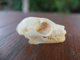 Schädel Präparate  Flughund Fledermaus