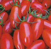 15 Samen Mini-Tomate "Marzaninetto" aus Sizilien, Ragusa