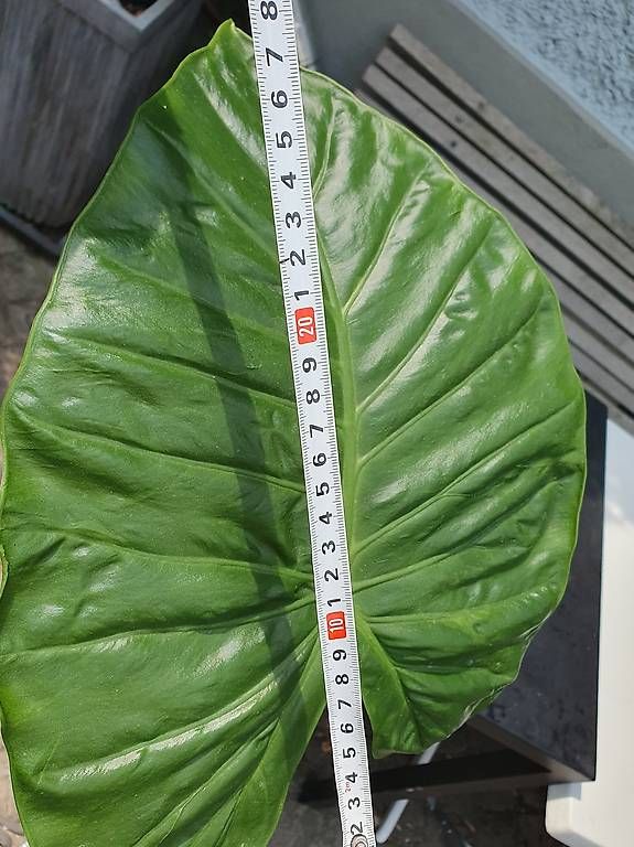 Plantes & graines: Alocasie – D'occasion à Olten par stritten 2