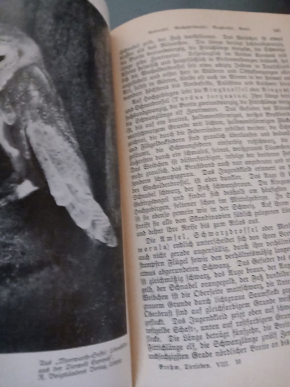 Libri: Brehms Tierleben Buch Hardcover  – Usato da Flüh venduto da Snickerin 2