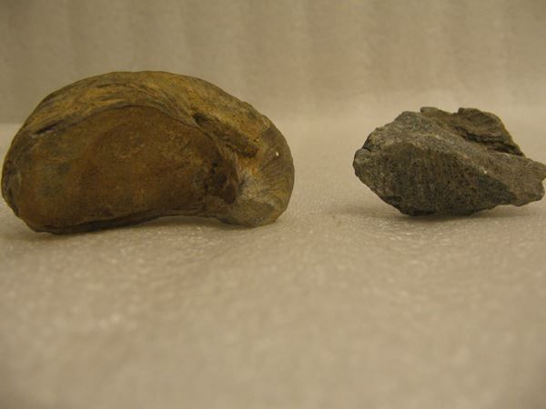 Fossili: 2x Marine fossil shells - Pycnodonte vesicularis – Usato da Pambio Noranco venduto da Pol69 3