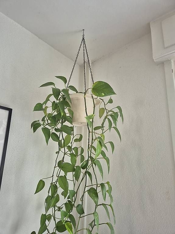 Piante & sementi: Hängepflanze hanging plant – Usato da Basel venduto da jul_hr8h