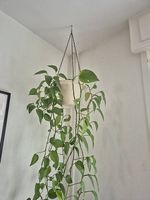 Hängepflanze hanging plant
