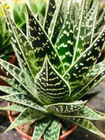 Seltene  Zierpflanze 15-20cm  “ALOE TIK