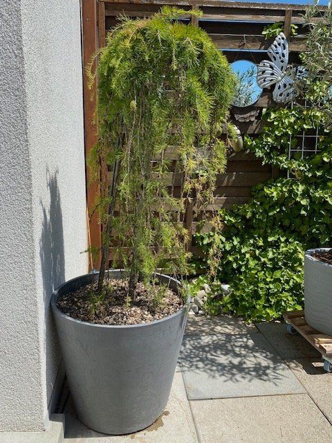 Piante & sementi: Japanische Hänge-Lärche im Topf – Usato da Wiesendangen venduto da EnricaL 2